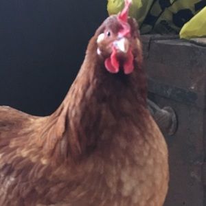 Meet your Posher, Elizabeth